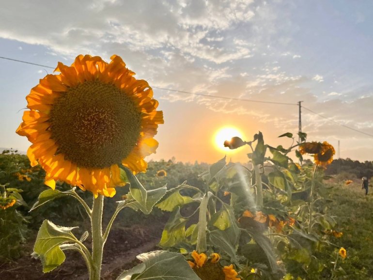 Yüzünü güneşe dönen Günebakanlar göz kamaştırdı4