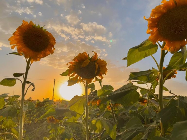 Yüzünü güneşe dönen Günebakanlar göz kamaştırdı5