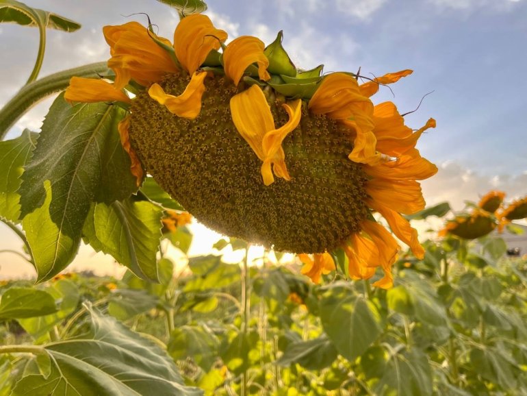 Yüzünü güneşe dönen Günebakanlar göz kamaştırdı6