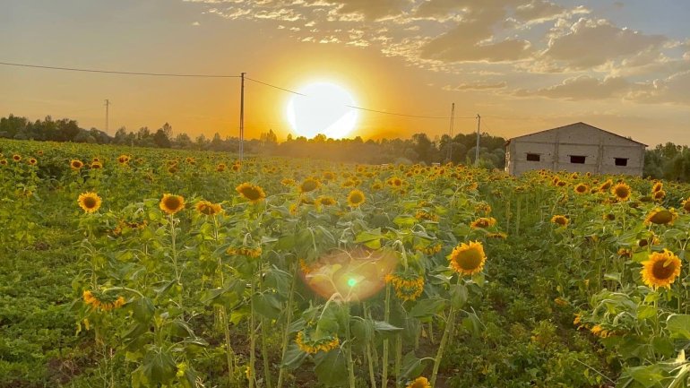 Yüzünü güneşe dönen Günebakanlar göz kamaştırdı7