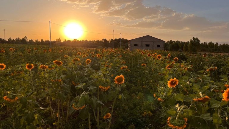 Yüzünü güneşe dönen Günebakanlar göz kamaştırdı8