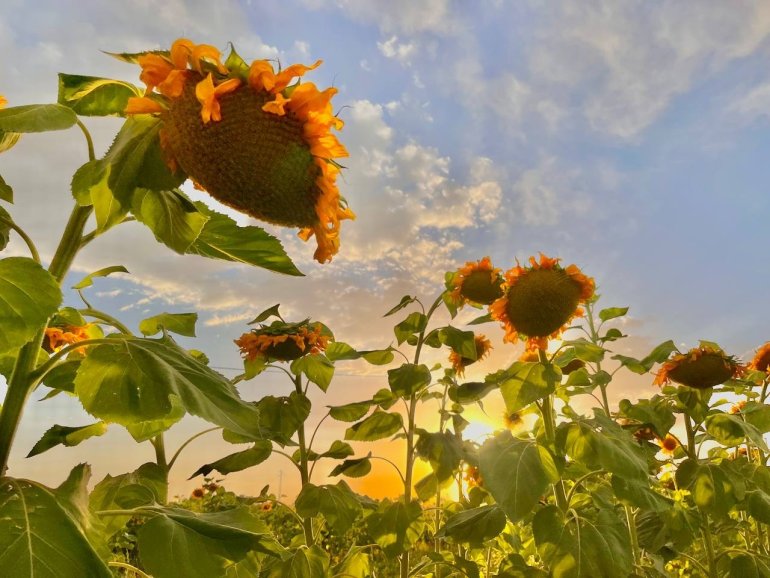 Yüzünü güneşe dönen Günebakanlar göz kamaştırdı9