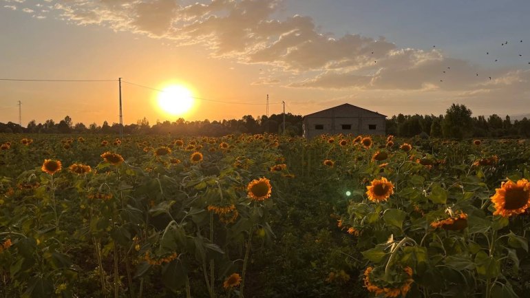 Yüzünü güneşe dönen Günebakanlar göz kamaştırdı10