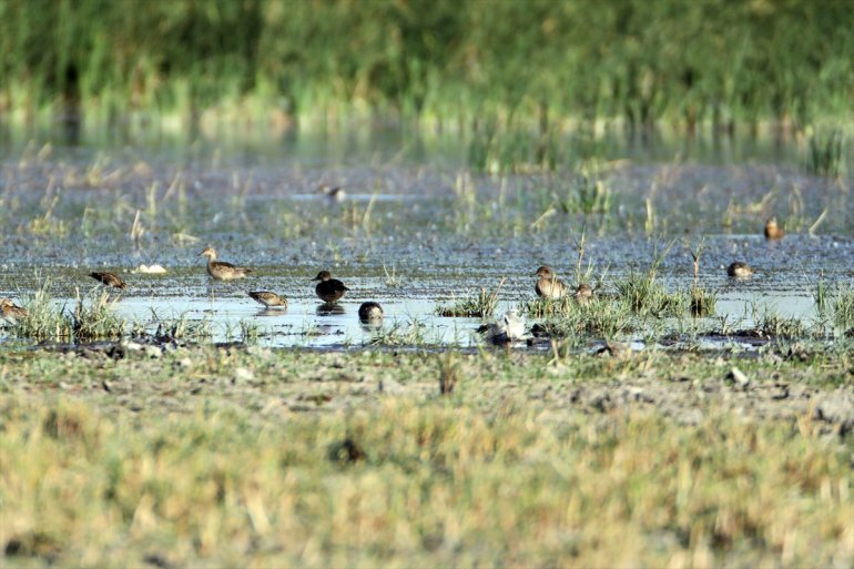Ağrı Dağı eteğindeki Doğubayazıt Sazlığı'nda 141 kuş türü yaşıyor