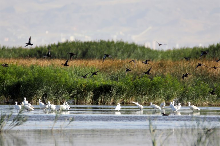 Doğubayazıt eteğindeki kuş Sazlığı