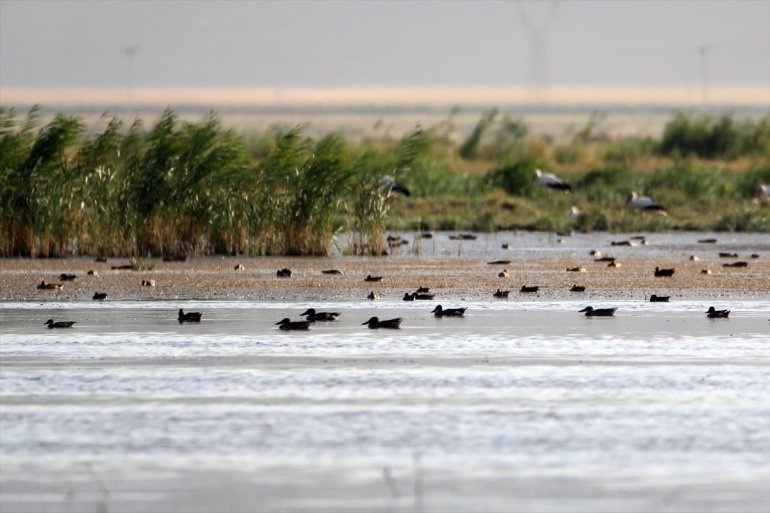 141 yaşıyor Ağrı Dağı eteğindeki Sazlığı