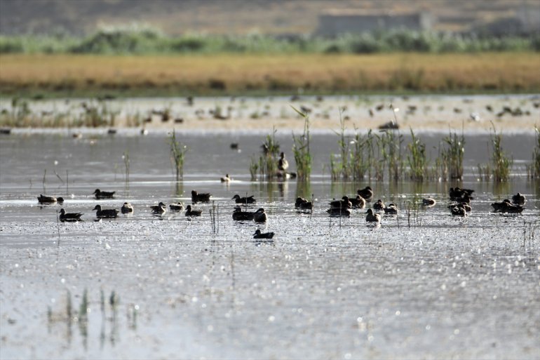Doğubayazıt Sazlığı