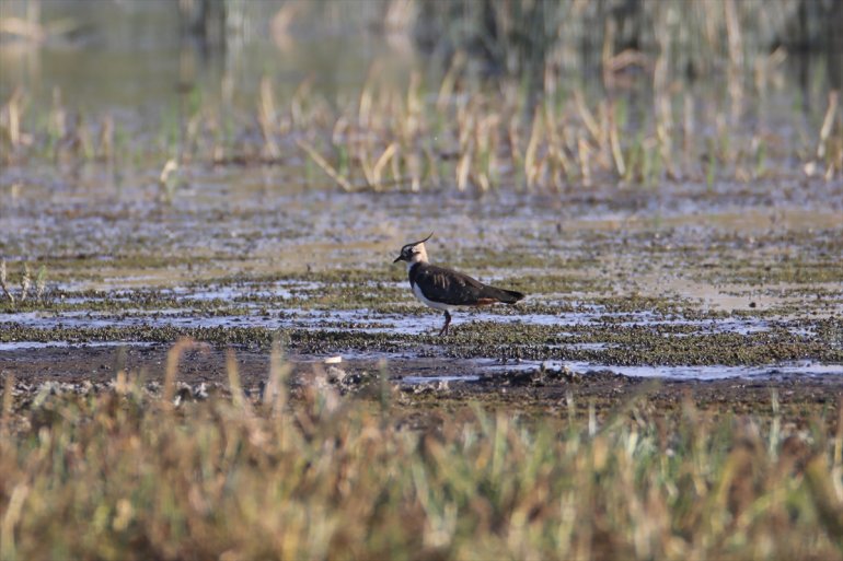 kuş yaşıyor Sazlığı