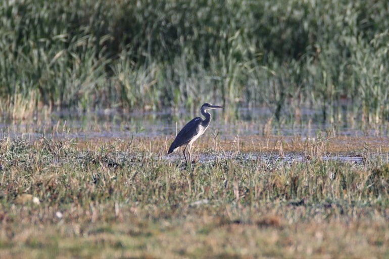 kuş eteğindeki Dağı türü Doğubayazıt yaşıyor 141 Ağrı Sazlığı