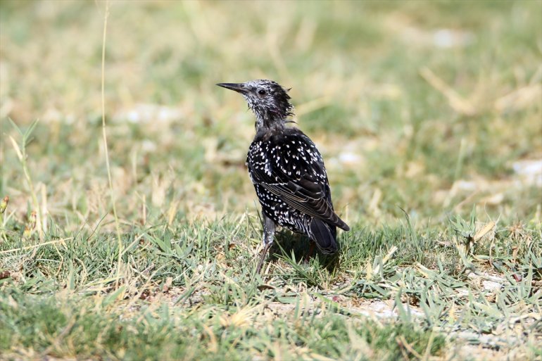 Doğubayazıt 141 yaşıyor Ağrı Dağı kuş eteğindeki türü Sazlığı