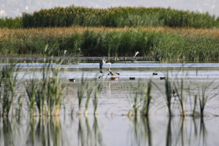 Dağı kuş 141 Doğubayazıt yaşıyor Ağrı türü Sazlığı