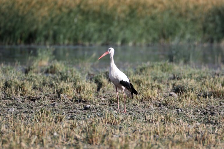 Dağı 141 türü kuş Doğubayazıt Ağrı yaşıyor Sazlığı