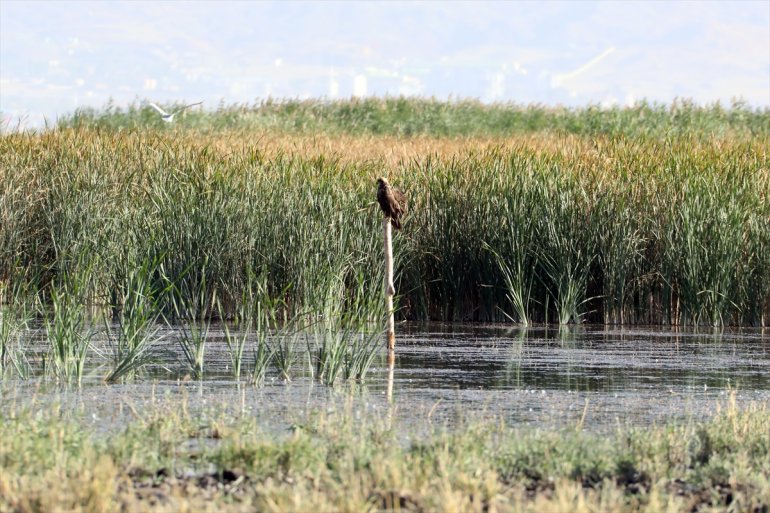 Doğubayazıt Dağı Sazlığı