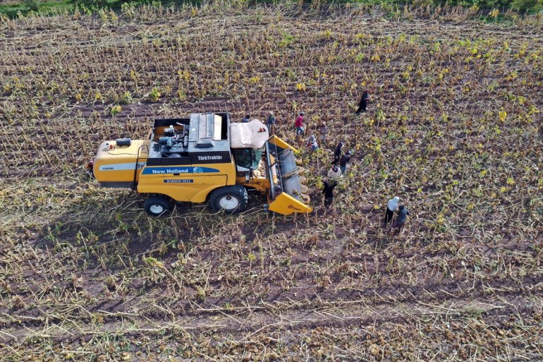 ayçiçeği tarım Mevsimlik - işçileri AĞRI mesaisinde Ağrı