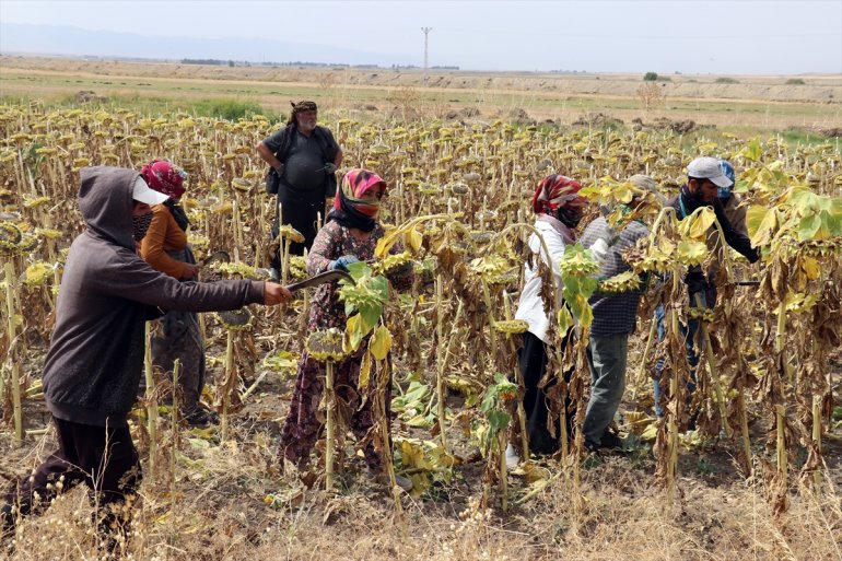 Mevsimlik tarım işçileri AĞRI Ağrı