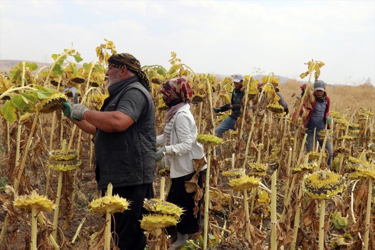 mesaisinde tarım Mevsimlik Ağrı