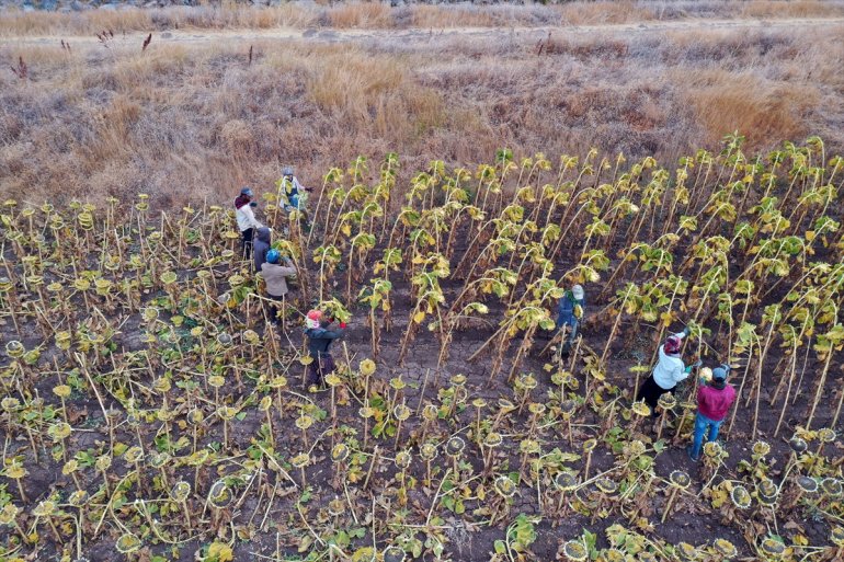 ayçiçeği AĞRI Ağrı