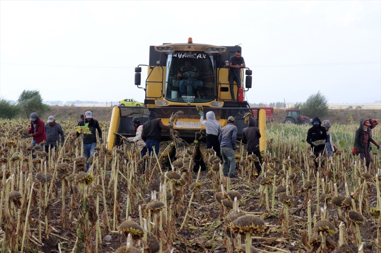 AĞRI ayçiçeği tarım işçileri mesaisinde Ağrı