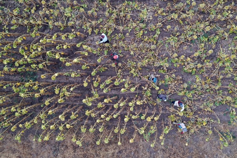 mesaisinde tarım AĞRI Mevsimlik Ağrı