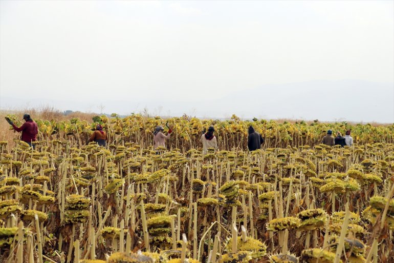 işçileri tarım - ayçiçeği mesaisinde Mevsimlik AĞRI Ağrı