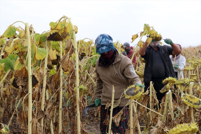 işçileri - AĞRI Mevsimlik ayçiçeği Ağrı