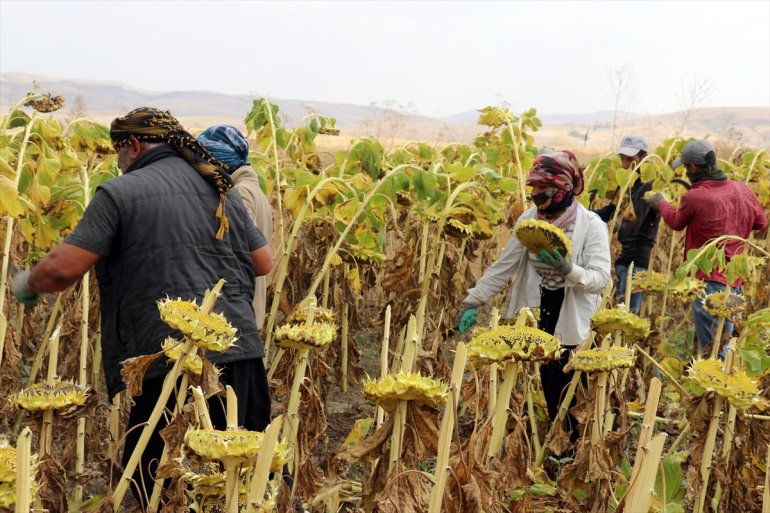 AĞRI Mevsimlik işçileri tarım - ayçiçeği Ağrı