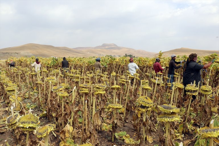 Mevsimlik ayçiçeği tarım Ağrı