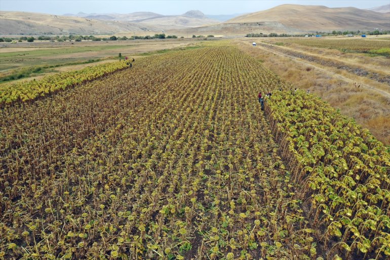 - ayçiçeği tarım mesaisinde Mevsimlik işçileri Ağrı
