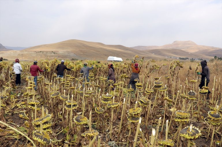 ayçiçeği Mevsimlik AĞRI Ağrı