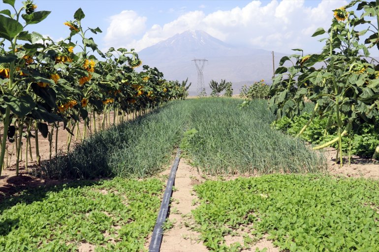 bostanlarında yaşanıyor bolluğu Ağrı