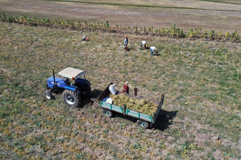 yaşanıyor bostanlarında Ağrı