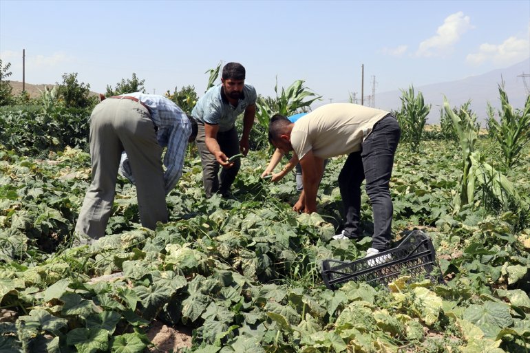 yaşanıyor bostanlarında ürün bolluğu Ağrı