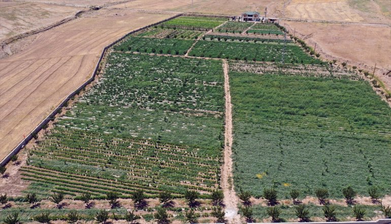 bolluğu ürün yaşanıyor Ağrı