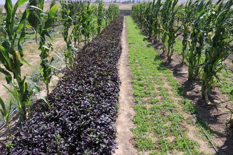 ürün bolluğu bostanlarında yaşanıyor Ağrı