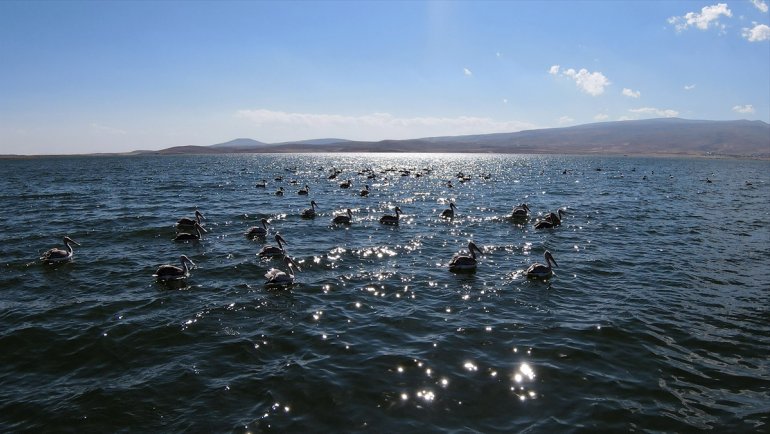 Nesli tehlike altındaki tepeli pelikanlar Aktaş'ta üreyip Çıldır'da besleniyor