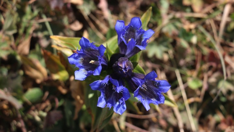 Sonbaharda Ilgar Dağı'nda mor çiçekler açtı