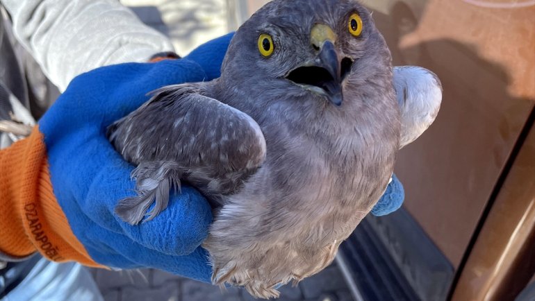 Ardahan'da yaralı bulunan Çayır Delicesi kuşu tedavi altına alındı