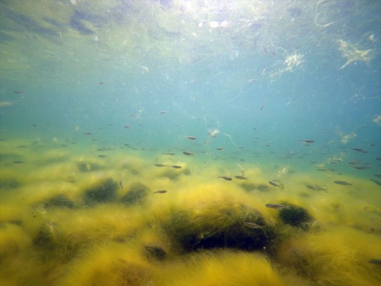 yavruları çıkan Gölü