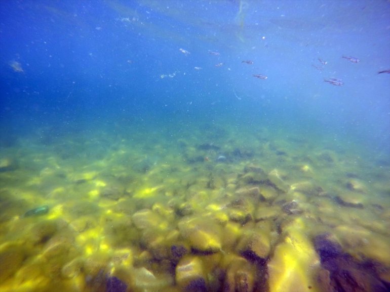 yumurtadan görüntülendi yavruları Balık Gölü