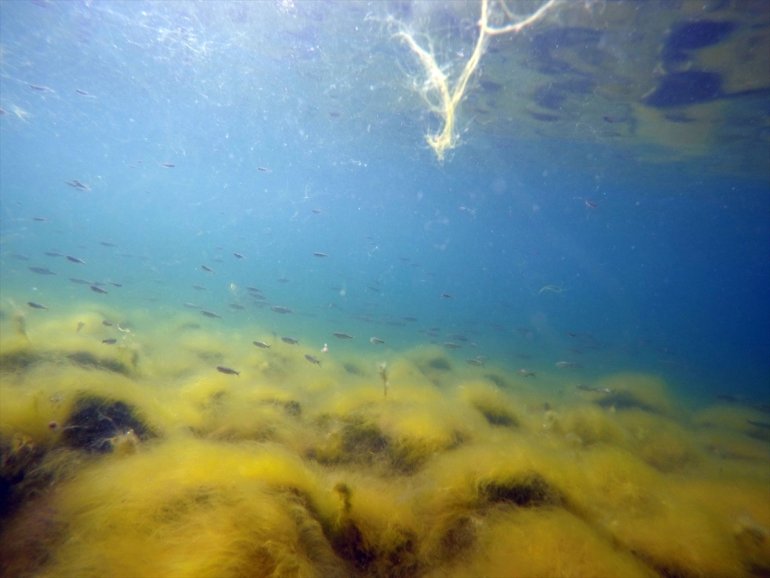 yavruları görüntülendi Gölü