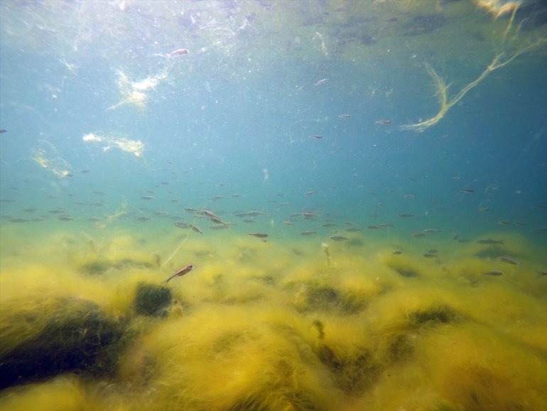 Balık yumurtadan yavruları görüntülendi balık çıkan Gölü