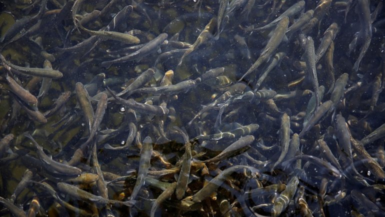 Elazığ'da üretilen 19 milyon yavru sazanla Doğu'daki su kaynakları balığa doyacak
