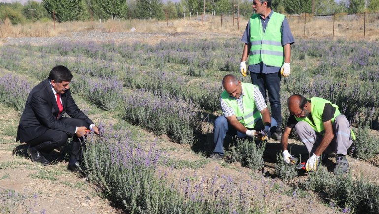 Erzincan'da deneme amaçlı ekilen lavanta çiftçiye alternatif ürün olacak