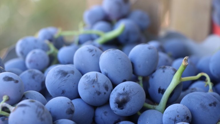 Erzincan'ın az şekerli "Cimin üzümü"nün hasadına başlandı