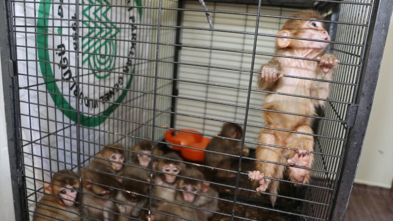 Erzurum'da polisin kaçakçıların elinden kurtardığı örümcek maymunlar Gaziantep'e gönderildi