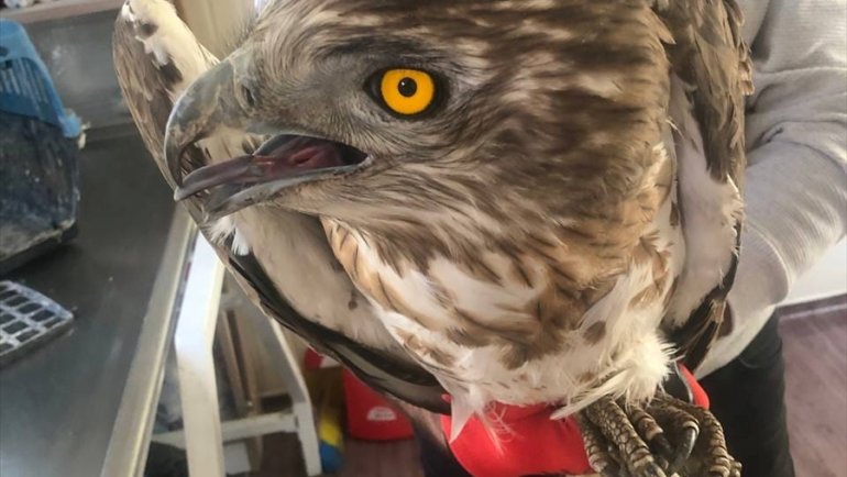 Erzurum'da yaralı bulunan değişken atmaca kartalı tedavi altına alındı