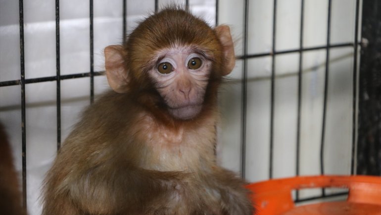 ERZURUM - Polisin kaçakçıların elinden kurtardığı örümcek maymunlara özenle bakılıyor (1)1