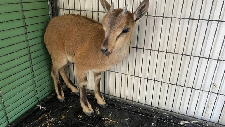 Erzurum'da tedavi edilen yaban keçisi doğaya salındı