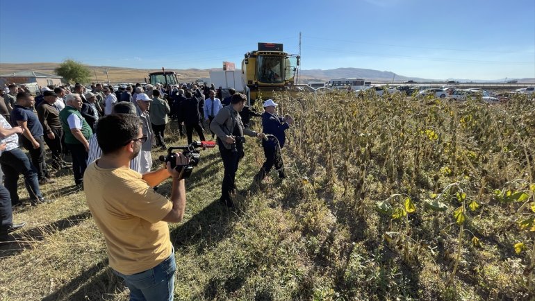 Erzurum'un 2300 rakımlı Daphan Ovası'nda ayçiçeği hasadına başlandı