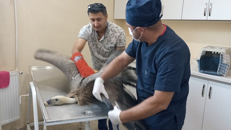 Hakkari'de bitkin halde bulunan kızıl akbaba tedaviye alındı